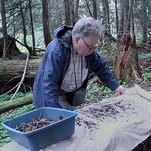 Rod Crawford sifting leaf litter, meadow next to Dobbs Mountain, Pierce County, Washington