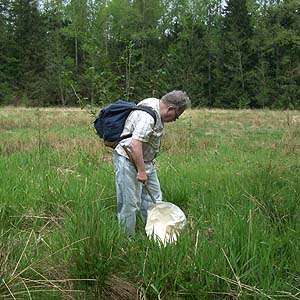 Rod Crawford spider collecting, meadow next to Dobbs Mountain, Pierce County, Washington