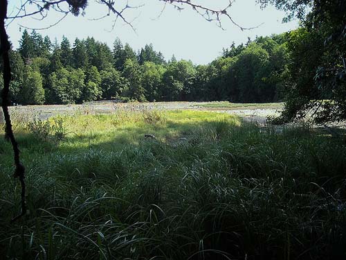 Carex lyngbyei marsh on shaded part of beach, Sandy Point area, Thurston County, Washington
