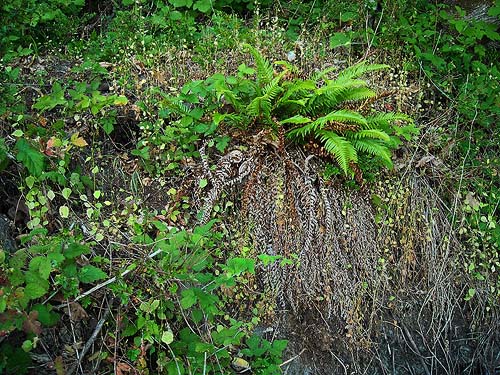vegetation on beach bluff, Sandy Point area, Thurston County, Washington
