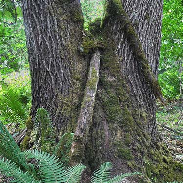 trunk of bigleaf maple Acer macrophyllum, Sandy Point area, Thurston County, Washington