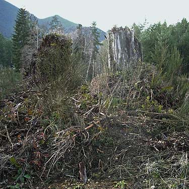 old stumps in powerline clearing on Duckabush Road, Jefferson County, Washington