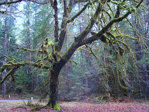 mossy bigleaf maple tree in winter, Interrorem Guard Station, Jefferson County, Washington
