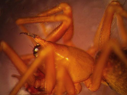 Wubana suprema male, microspider Linyphiidae, from hemlock foliage, Interrorem Guard Station, Jefferson County, Washington