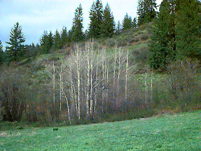 riparian meadow and alder copse, Eagle Creek, Chelan County, Washington