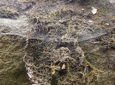 Neriene digna sheetweb weaver web on tree trunk, Eagle Creek, Chelan County, Washington