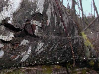 Pityohyphantes minidoka sheetweb weaver web on log, Eagle Creek, Chelan County, Washington