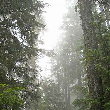 looking up from forest into mist, Eleanor Creek Trailhead, Pierce County, Washington