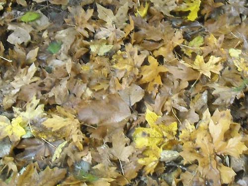 leaf litter in lee of stump, Electron Road, Electron, Pierce County, Washington
