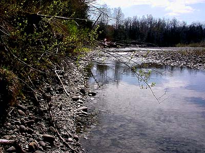 bank of river channel, Lower Elwha levee road, Clallam County, Washington