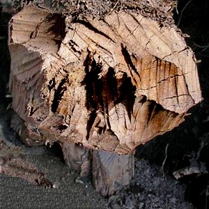 beaver-gnawed alder stump Alnus rubra, Lower Elwha levee road, Clallam County, Washington