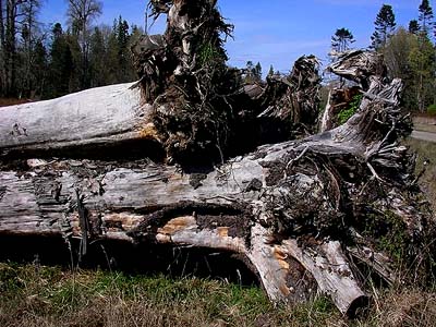 log pile in field, Lower Elwha levee road, Clallam County, Washington