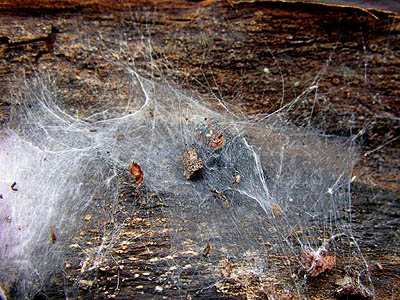 Phidippus jumping spider retreat under log bark, Lower Elwha levee road, Clallam County, Washington