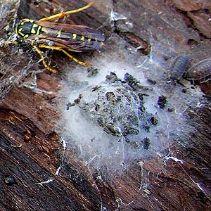Polistes dominulus, Porcellio scaber, & gnaphosid spider egg sac under log bark, Lower Elwha levee road, Clallam County, Washington