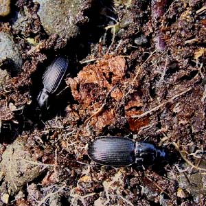 carabid beetles in beach wrack, Elwha Dike Trail, Clallam County, Washington