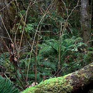 sword fern Polystichum munitum in understory of maple forest, powerline on Elwha River, Clallam County, Washington