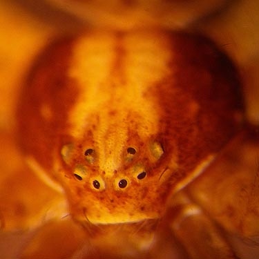 crab spider Philodromus carapace, Lake Entiat roadside viewpoint, Douglas County, Washington