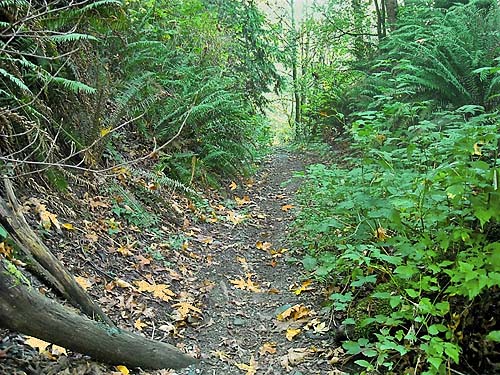 secluded bridle trail, Evergreen Equestrian Park, Snohomish County, Washington