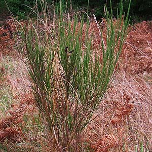 scots broom Cystius scoparius in remnant grassland, Evaline, Lewis County, Washington
