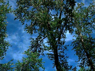 Garry oak Quercus garryana, Ford Prairie, Grays Harbor County, Washington