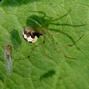 Theridion varians cobweb weaver Theridiidae female from oak grove, Ford Prairie, Grays Harbor County, Washington
