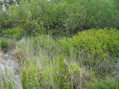 edge of willow swamp and marsh, Foster Island, Washington Park Arboretum, Seattle
