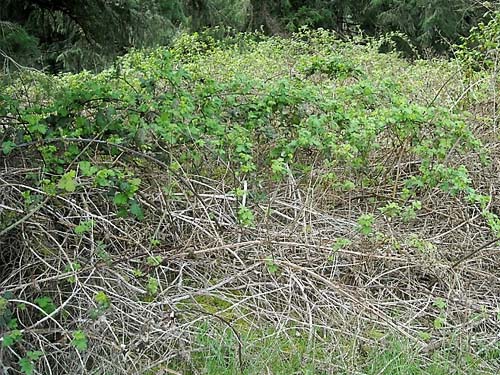 invasive Himalayan blackberry Rubus discolor, prairie remnant sites near Gate, Thurston County, Washington