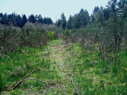 degraded prairie remnant site near Gate, Thurston County, Washington