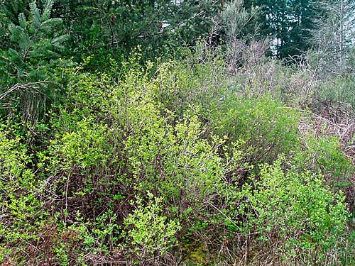 snowberry Symphoricarpos albus, prairie remnant sites near Gate, Thurston County, Washington