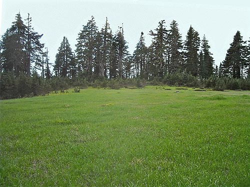 high meadow on Gee Point, Skagit County, Washington