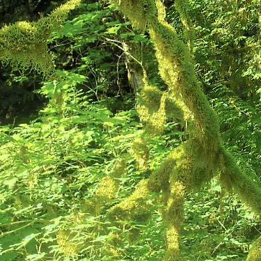 moss on maples, Suiattle River Road 26 X 2640, Skagit County, Washington