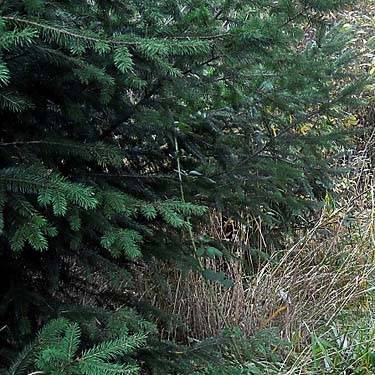 Douglas-fir foliage Pseudotsuga menziesii, Grovers Creek headwaters area, near Kingston, Washington