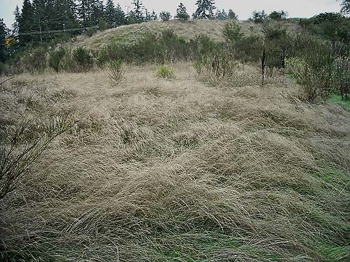 sloping grassy field wet with dew, Grovers Creek headwaters area, near Kingston, Washington