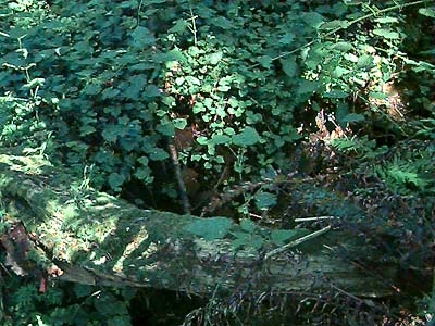 forest understory with log, Big Gulch, Mukilteo, Washington