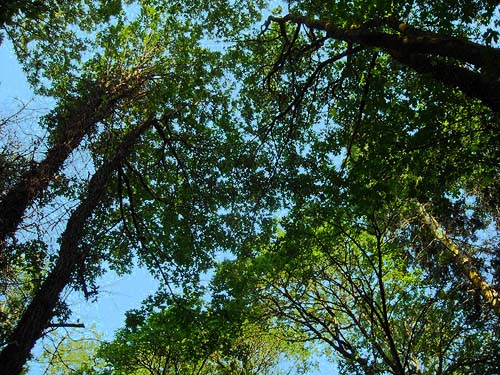 bigleaf maple Acer macrophyllum canopy on woodland trail, Harper County Park, Kitsap County, Washington