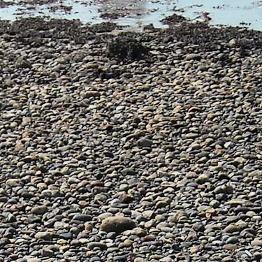pebble beach of Colby Bay, Harper County Park, Kitsap County, Washington