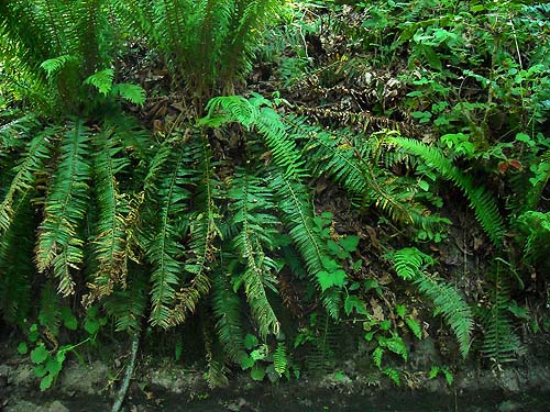 understory ferns and Oregon grape hang down road bank, Harper County Park, Kitsap County, Washington