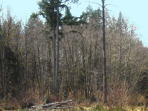 deciduous tree grove, Pilchuck Tree Farm, Snohomish County, Washington