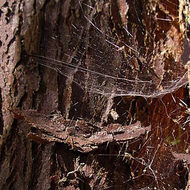 sheet web of Neriene digna, Pilchick Tree Farm, Snohomish County, Washington