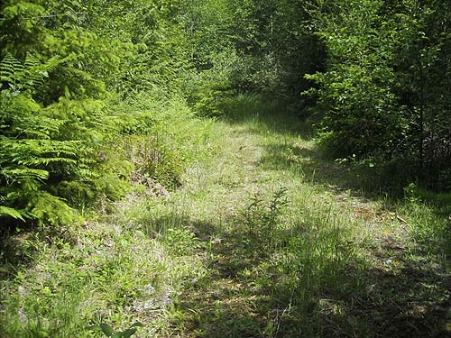 small clearing along old road in clearcut on south slope of Haywire Ridge, near Sultan, Snohomish County, Washington