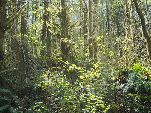 seral hemlock forest, Haywire Ridge, Snohomish County, Washington