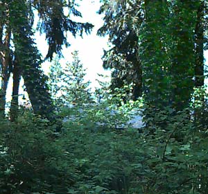 Ivy Hedera helix invading Heron Park, Mill Creek, Snohomish County, Washington