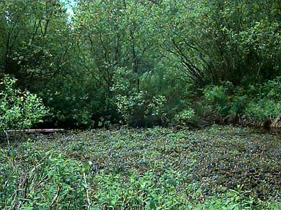 Purple loosestrife, Lythrum salicaria, in pond, Heron Park, Mill Creek, Snohomish County, Washington