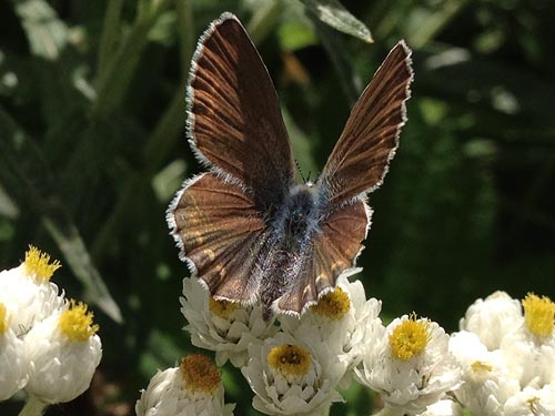 butterfly Icaricia icarioides along Hidden Lake Peaks trail, Skagit County, Washington