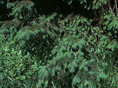 Douglas-fir Pseudotsuga menziesii at edge of meadow in Highland Memorial Park, Everett, Washington