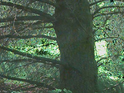 trunk and shade of Douglas-fir Pseudotsuga menziesii at edge of meadow in Highland Memorial Park, Everett, Washington
