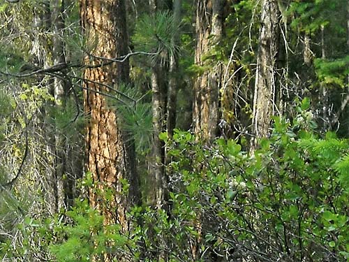 ponderosa pine at Hornet Draw, Okanogan County, Washington