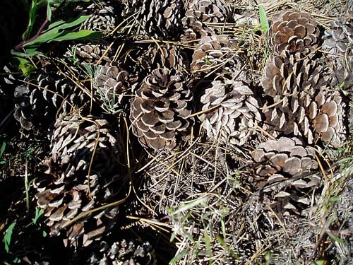 ponderosa pine cones, Horse Lake Mountain, Chelan County, Washington