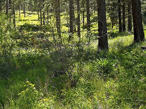understory vegetation in pine grove, Horse Lake Mountain, Chelan County, Washington