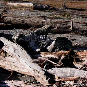 driftwood, Indian Island Park, Jefferson County, Washington